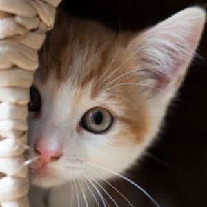 Meet your Posher, Ava